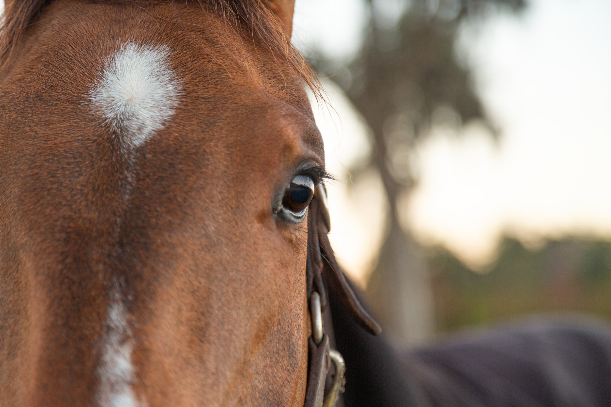 ocala-trained-horses-won-all-three-legs-of-the-triple-crown-in-2025